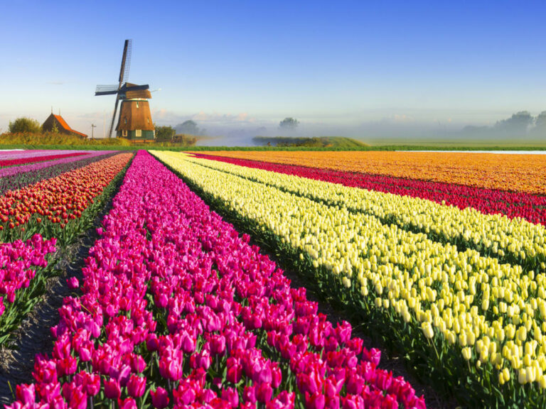 tulip-mania-gettyimages-490477414